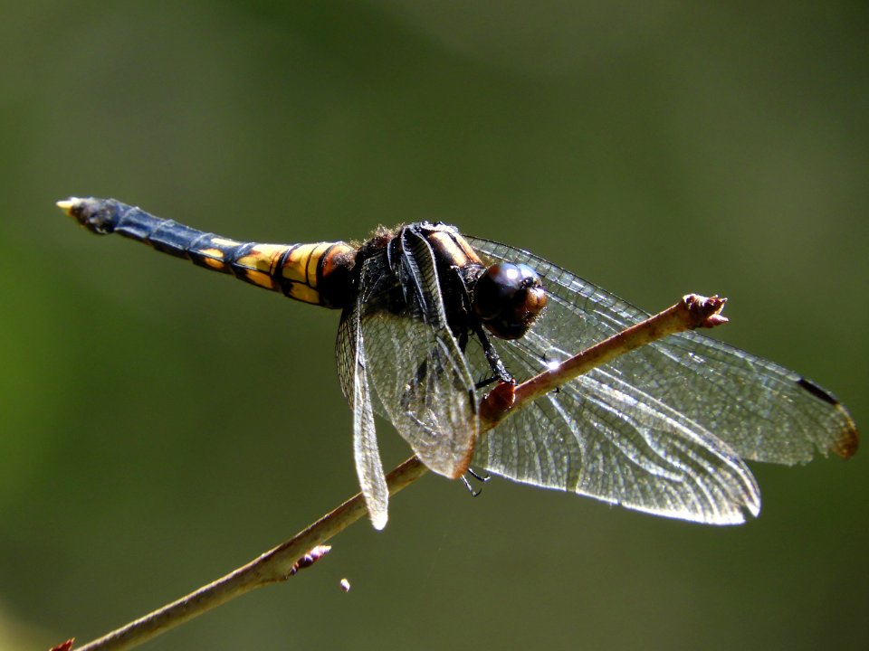Orthetrum triangulare melania(Female,Japan,2017.10.04)