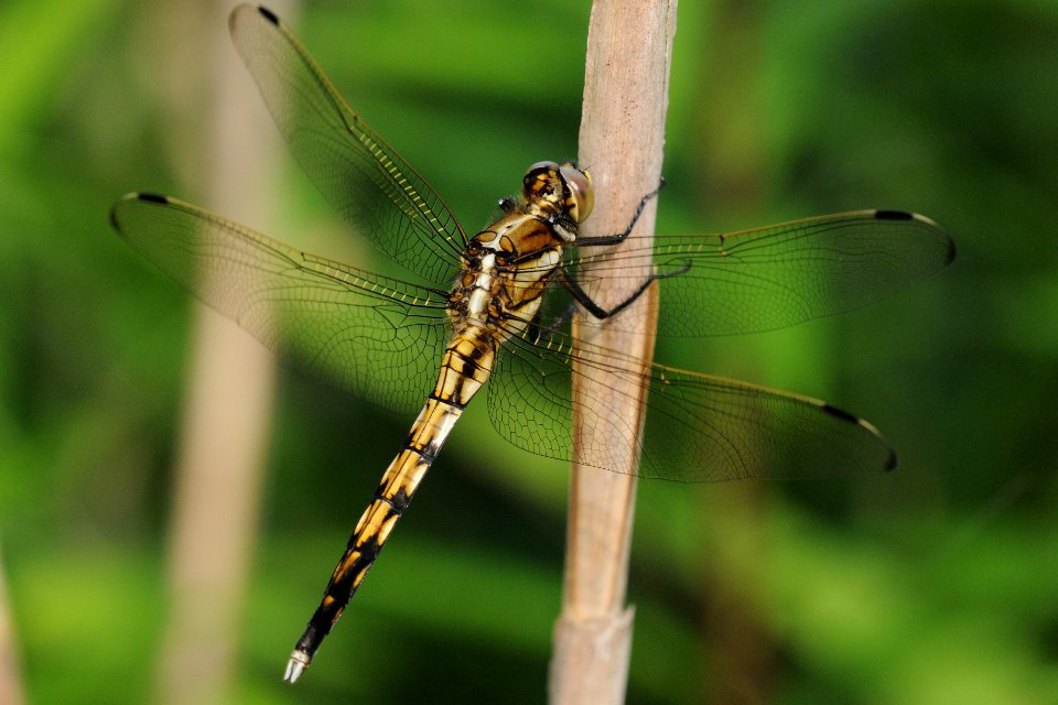 Orthetrum albistylum speciosum(Immature Male , Japan , 2018.06.22)