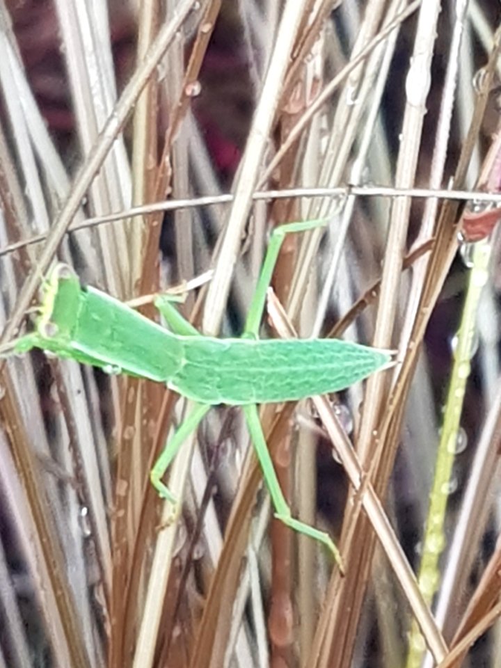 Orthodera novaeezealanndiae nymph