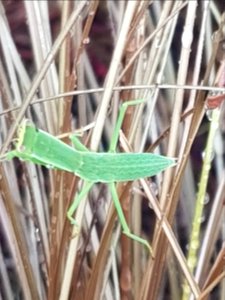 Orthodera novaeezealanndiae nymph