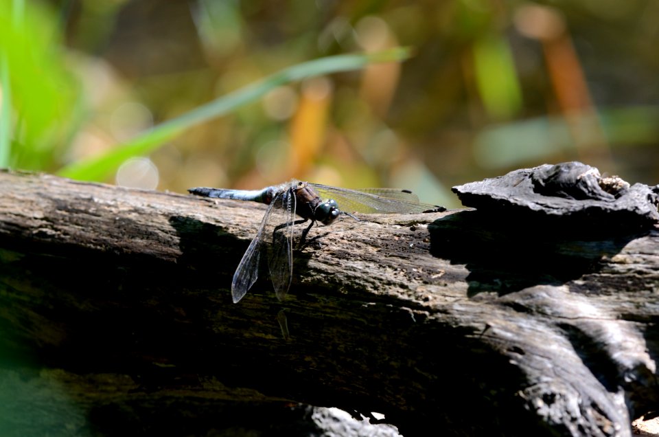 Orthetrum cancellatum male 1