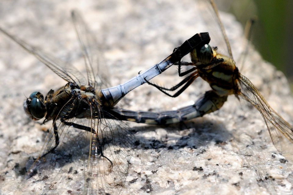 Orthetrum albistylum speciosum(Couple,Japan,2018.05.05,b)