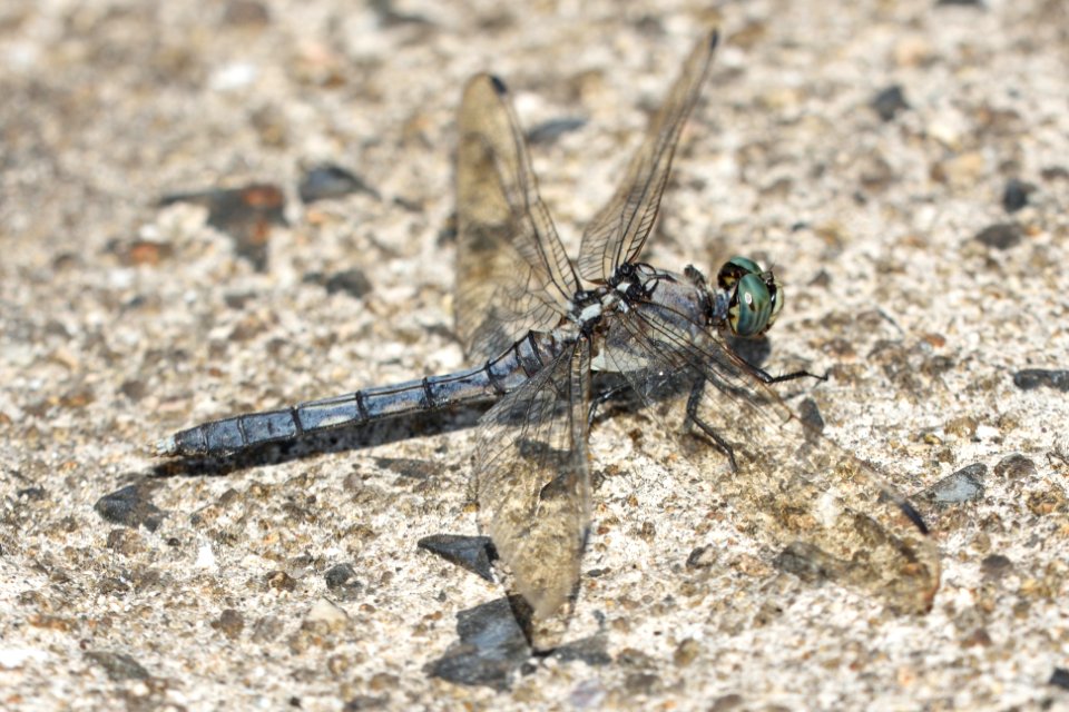 Orthetrum albistylum speciosum(Female , Japan , 2019.10.13)