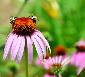 Nature bloom plant