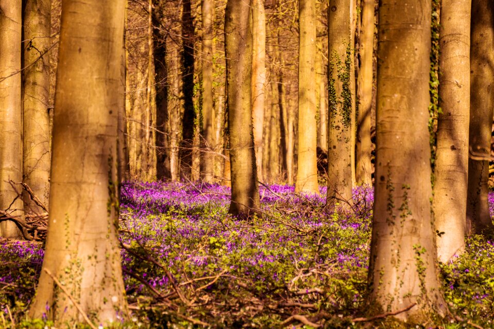 Flowers trees outdoors