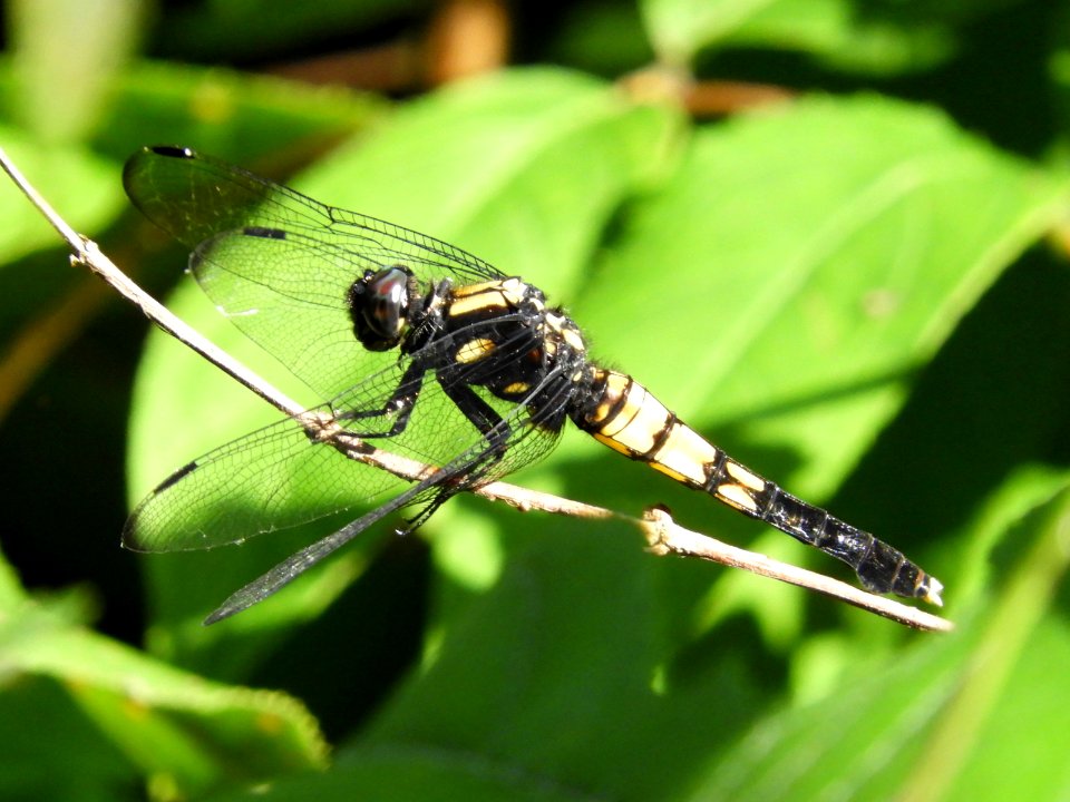 Orthetrum triangulare melania,2017-07-17-b