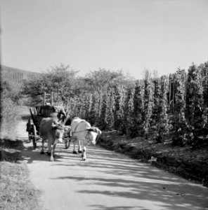 Ossenkar met oogstkuipen op de wijnberg, Bestanddeelnr 254-4190