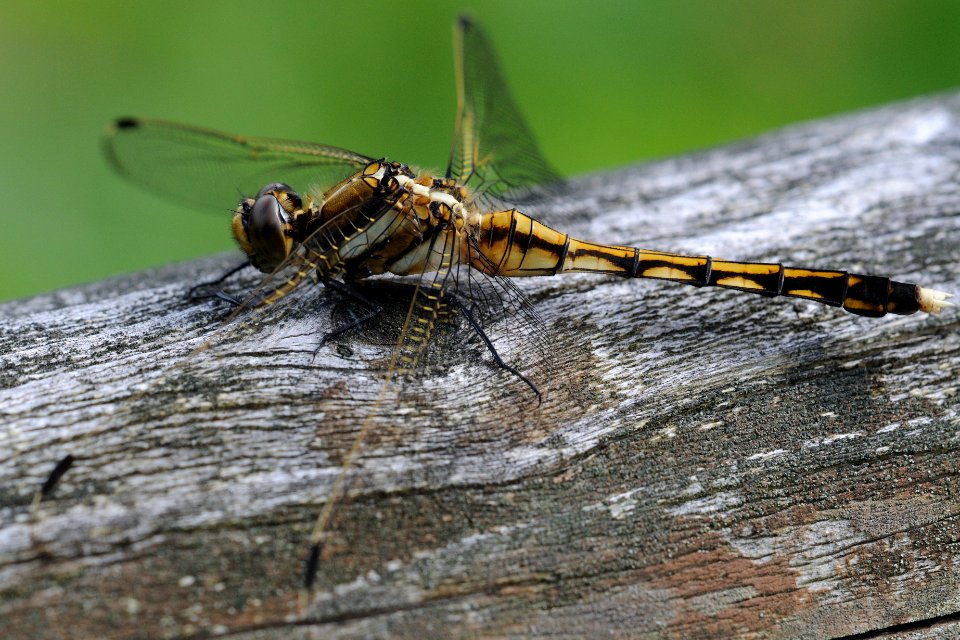 Orthetrum albistylum speciosum(Female,Japan,2018.06.09)