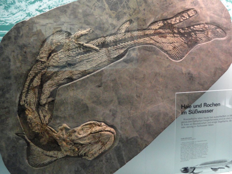 Orthacanthus senckenbergianus - Naturmuseum Senckenberg - DSC02166