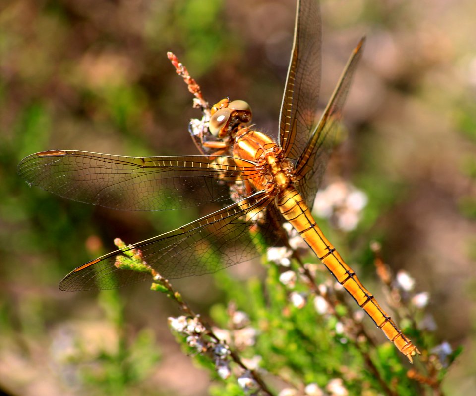 Orthetrum coerulescens-Gifhorn-20130610