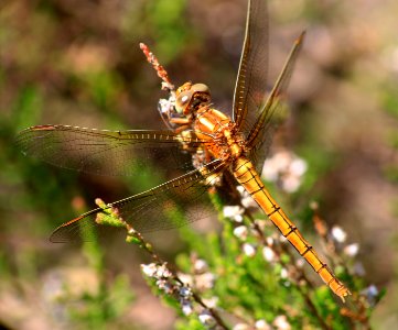 Orthetrum coerulescens-Gifhorn-20130610 photo