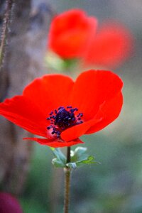 Nature red flower spring