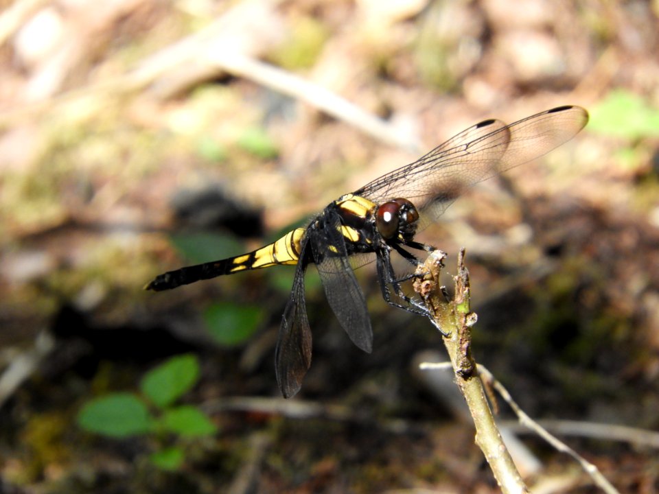 Orthetrum triangulare melania,2017-07-17