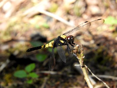 Orthetrum triangulare melania,2017-07-17 photo