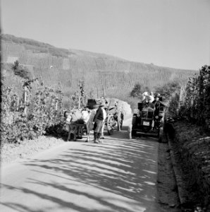 Ossenkar met oogstkuipen en tractor met druivenplukkers op de wijnberg, Bestanddeelnr 254-4192