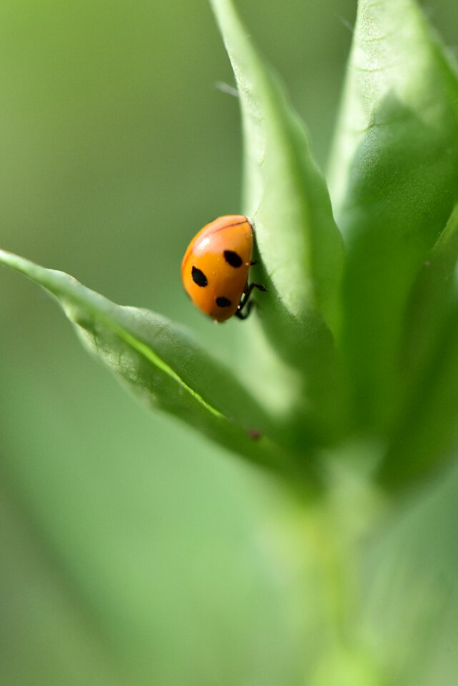 Ladybug peanut peanut pests