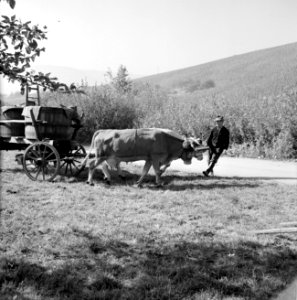 Ossenkar met oogstkuipen, Bestanddeelnr 254-4188