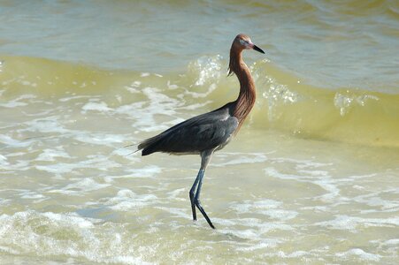 Reddish heron wing