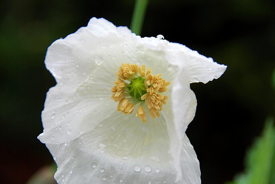 White close up drop of water