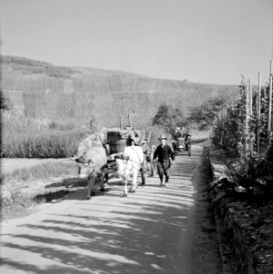 Ossenkar met oogstkuipen en tractor met druivenplukkers op de wijnberg, Bestanddeelnr 254-4191