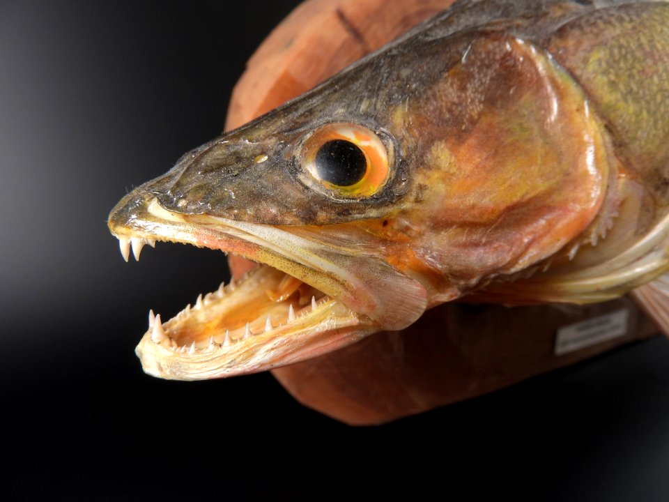Osteichthyes - Sander lucioperca (mouth, teeth detail)