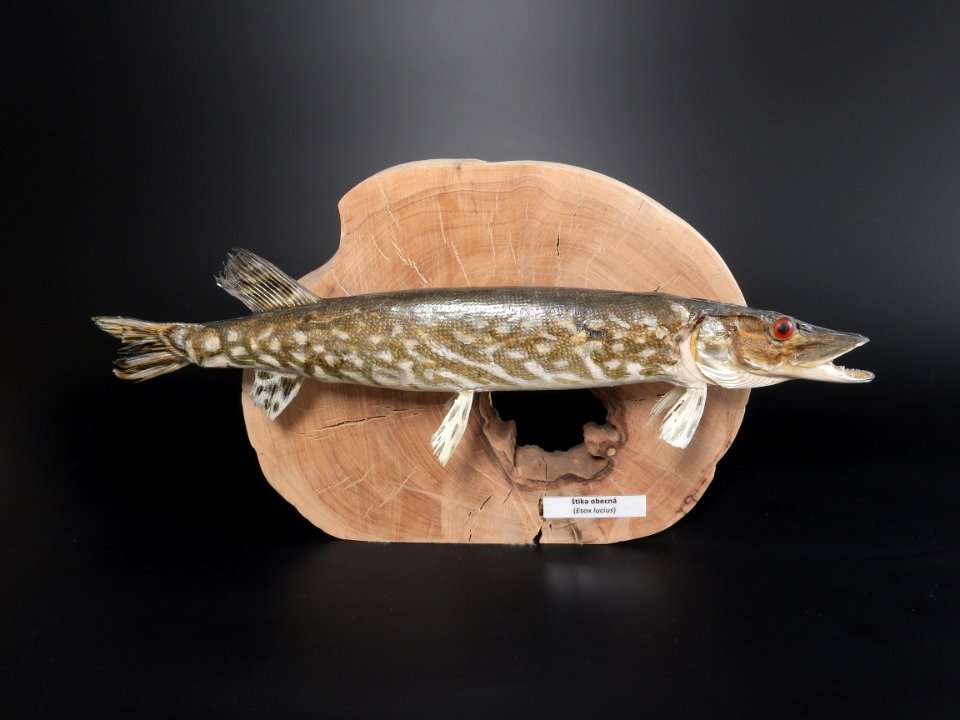 Osteichthyes - Esox lucius