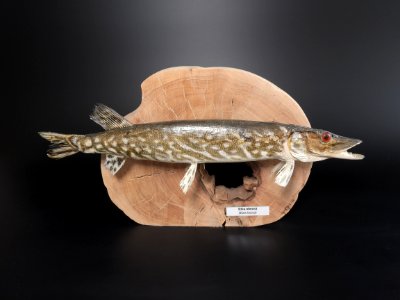 Osteichthyes - Esox lucius