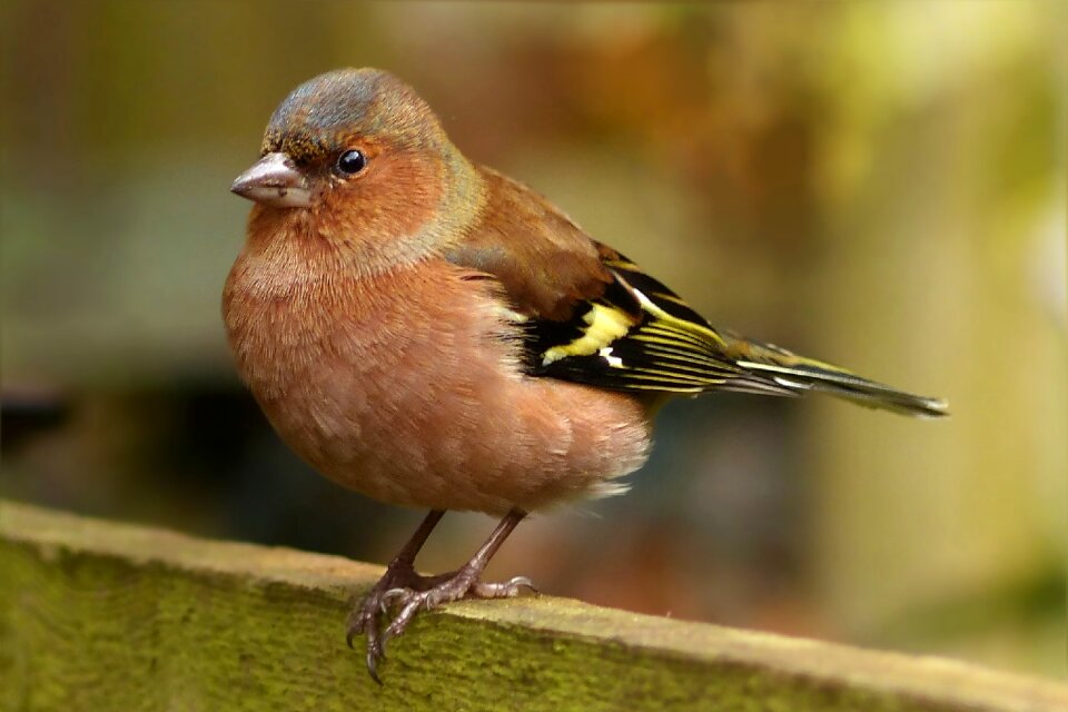 Fringilla caelebs male garden