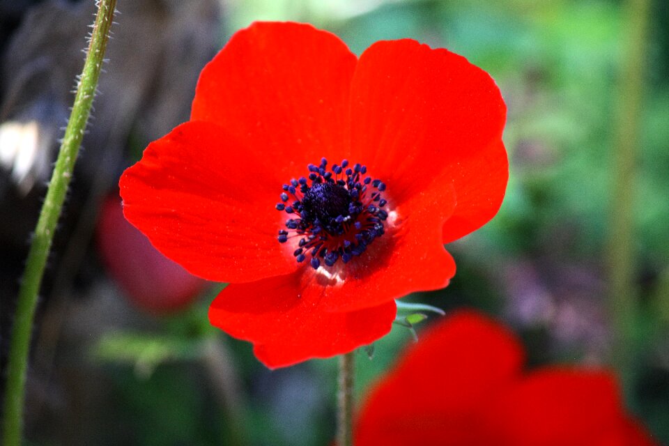 Nature red flower spring