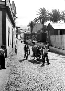 Ossenkar in een straat op het eiland Madeira, Bestanddeelnr 252-1258 photo