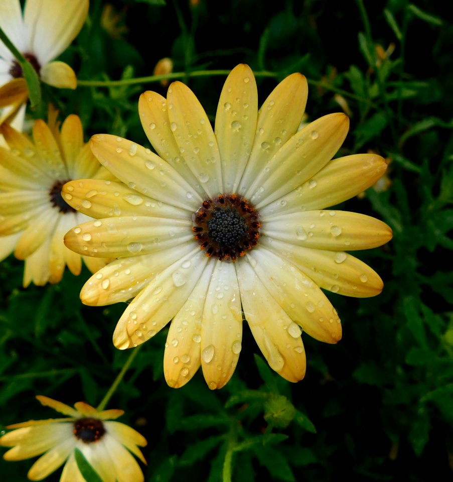 Osteospermum cultivar