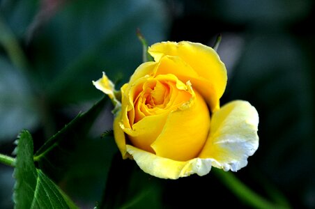 Rose yellow macro
