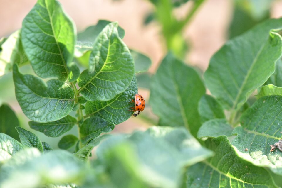Ladybug potato potatoes pest