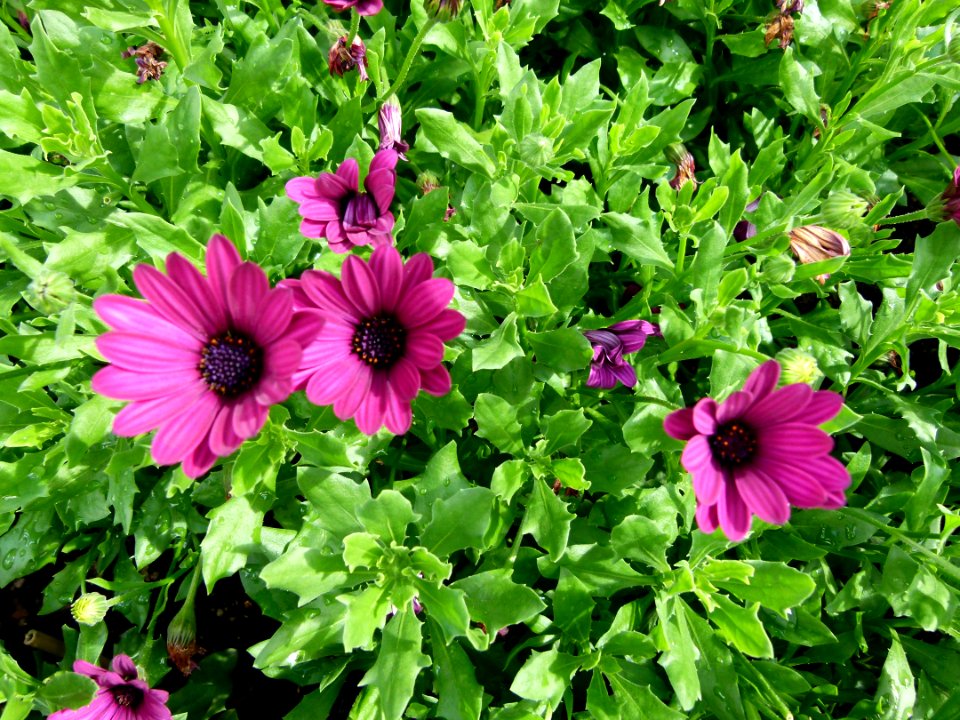 Osteospermum species