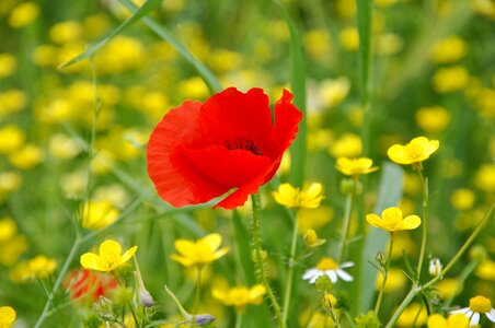Summer nature field