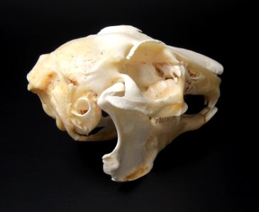 Oryctolagus cuniculus - neurocranium, ear