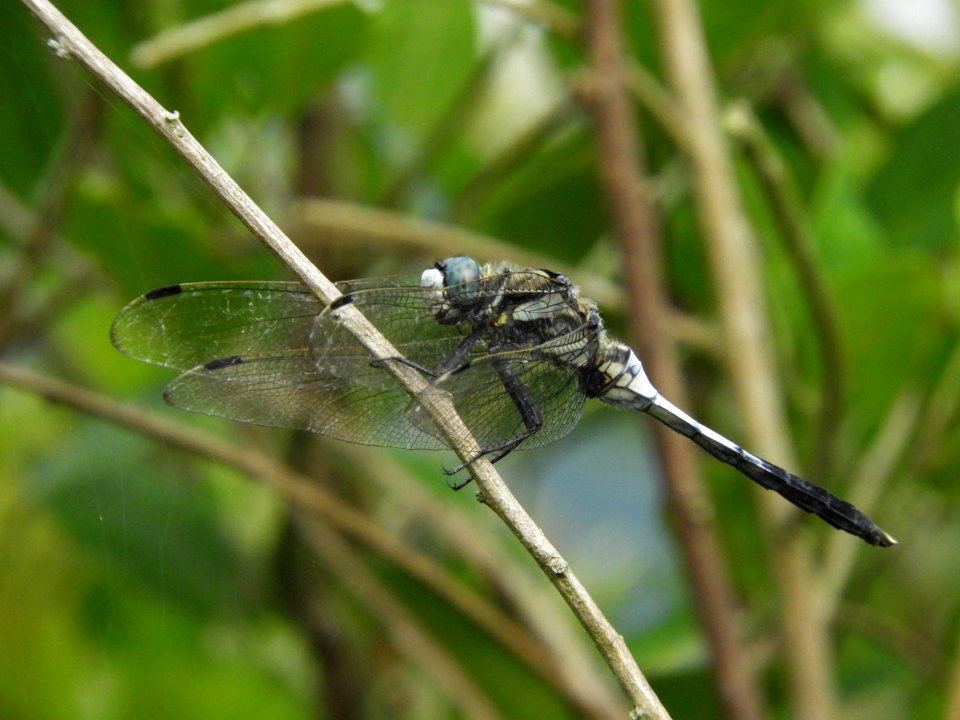 Orthetrum albistylum speciosum,2017-07-16-c