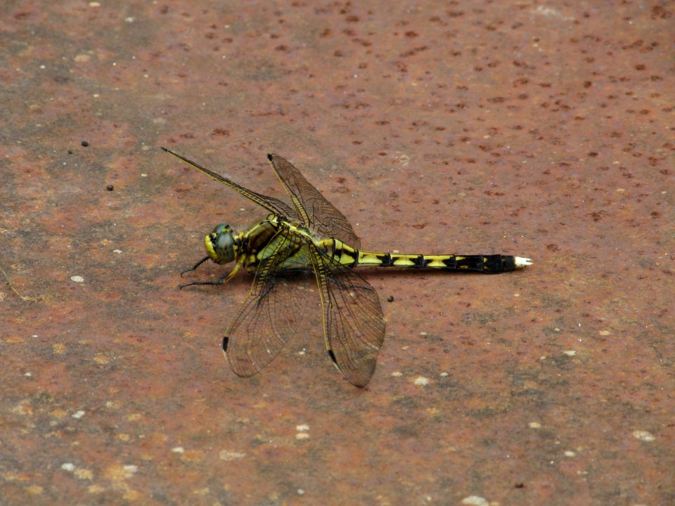 Orthetrum albistylum speciosum,2017-06-27