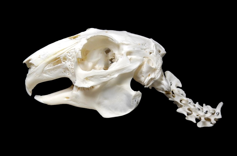 Oryctolagus cuniculus - cranium, columna vertabralis (sagital view)