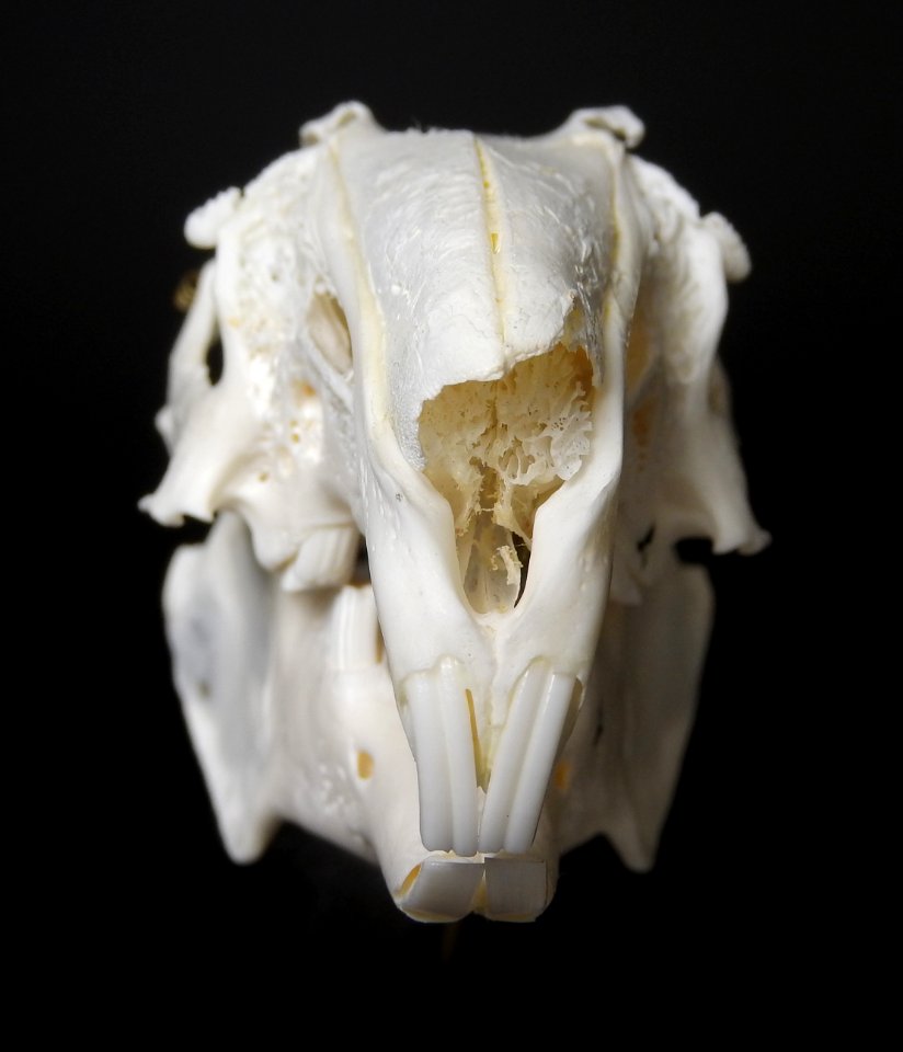 Oryctolagus cuniculus - cranium (anterior view)