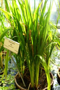 Oryza sativa - Victoriahuset, Bergianska trädgården - Stockholm, Sweden - DSC00259