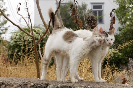 Pet kitty homeless
