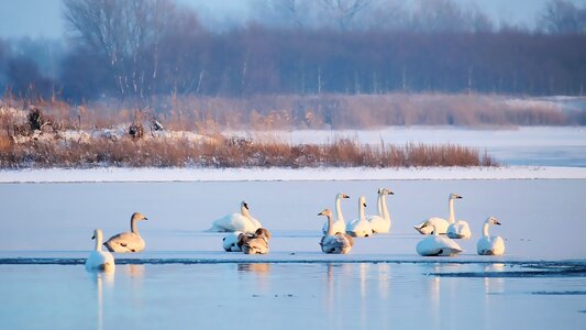 Swans landscape winter photo