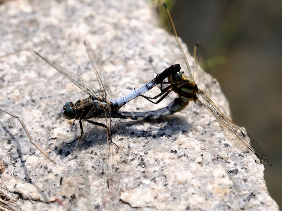 Orthetrum albistylum speciosum(Couple,Japan,2018.05.05)