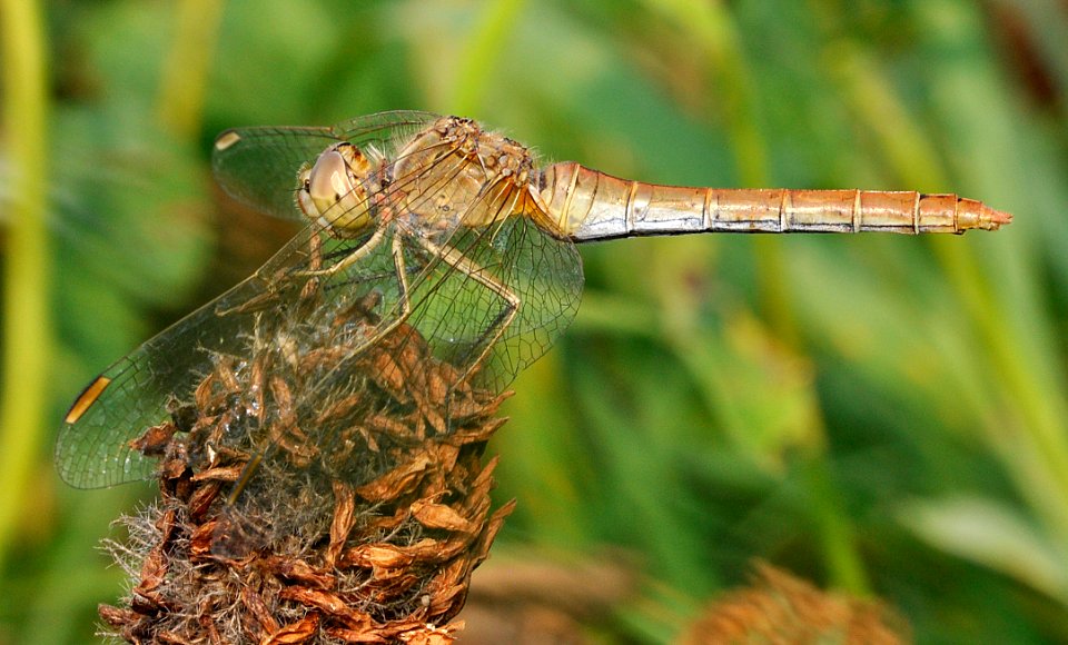 Orthetrum coerulescens-Rosdorf-01