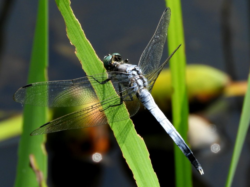 Orthetrum albistylum speciosum(Male,Japan,2017.08.08)