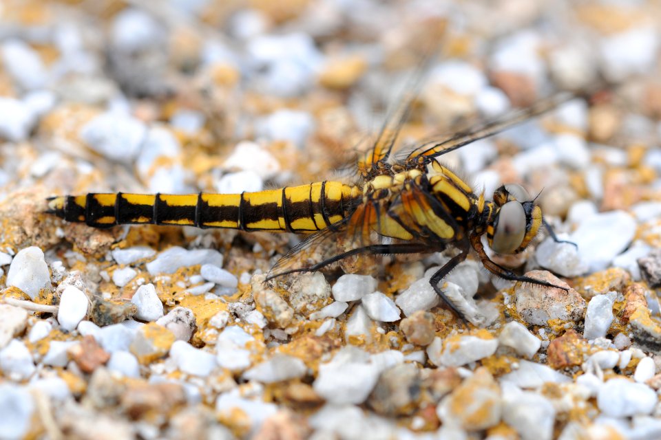 Orthetrum japonicum(Female,Japan,2018.04.12)