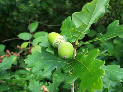 Acorn fruit oak
