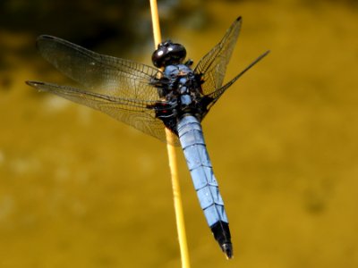 Orthetrum triangulare melania,2017-07-20 photo