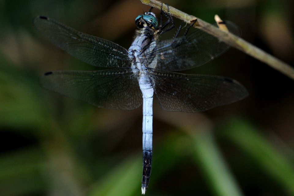Orthetrum albistylum speciosum(Male , Japan , 2018.08.25)